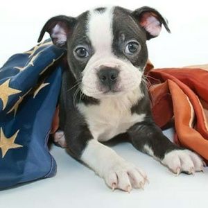 Meet your Posher, Frank